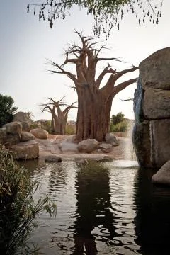 Baobab Stock Photos