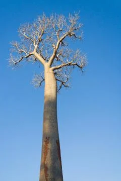Baobab Stock Photos