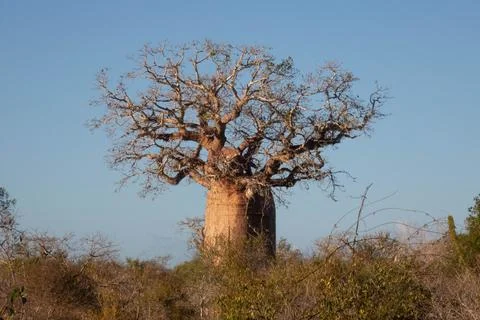 Baobab Stock Photos