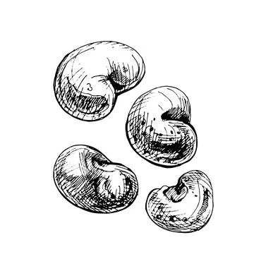 Baobab seeds. Vintage vector hatching isolated on white Stock Illustration