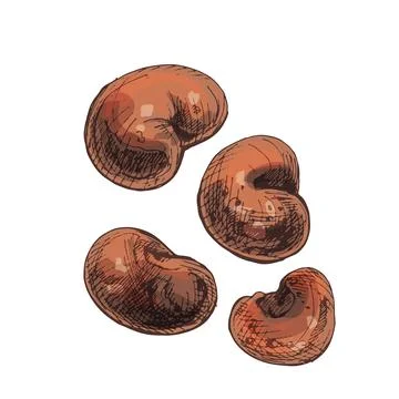 Baobab seeds. Vintage vector hatching isolated on white Stock Illustration