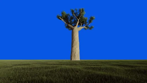 Baobab single tall tree against blue sky, Blue Screen Chromakey, 4K 스톡 동영상 167882057