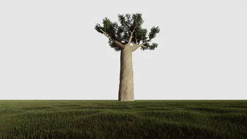 Baobab single tall tree against blue sky, Alpha Channel, 4K  Stock Footage 243176669