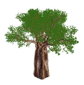 Baobab tree, adansonia digitata - 3D render Stock Illustration
