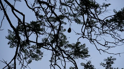 Baobab tree, africa Stock Footage 125489596