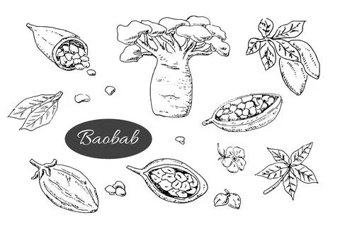 Baobab tree and beans, leaves, flower, seeds - set Stock Illustration