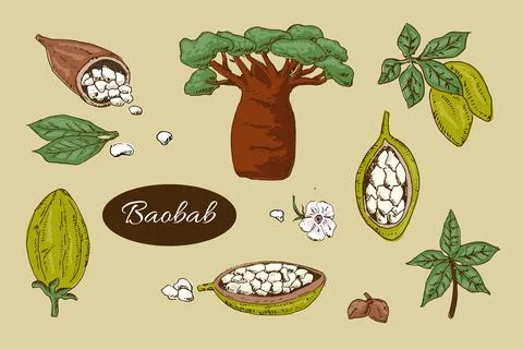 Baobab tree and beans, leaves - set colourful Stock Illustration