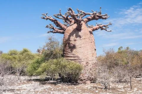 Baobab tree and savanna Stock Photos