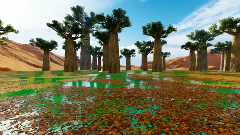 Baobab tree on a beautiful day Stock Footage 143470165