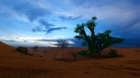 Baobab tree at dawn beautiful sky Stock Footage 134168979