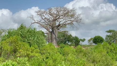 Baobab tree at Diani Beach, Kenya Vídeo Stock 128440095