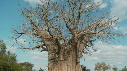 Baobab Tree 库存影片 516638