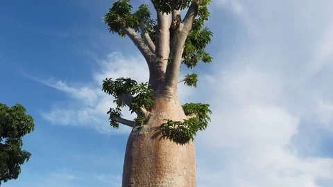 Baobab tree Stock Footage 101142190