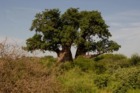 Baobab Tree in Front of Blue Sky Stock Photos