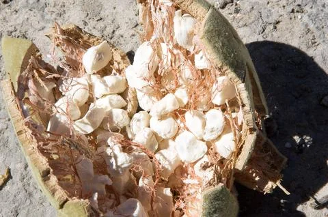 Baobab tree fruit Stock Photos