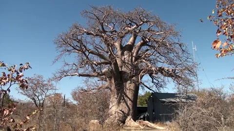  Baobab tree full shot under sunlight Video stock 56863300