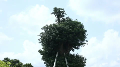 Baobab Tree in India 스톡 동영상 138504645