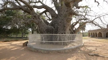 Baobab tree India Pan Stock Footage 85824176