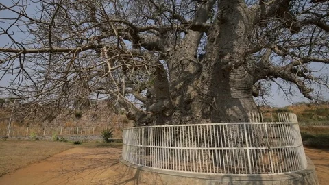 Baobab tree India Tilt Stock Footage 85823800