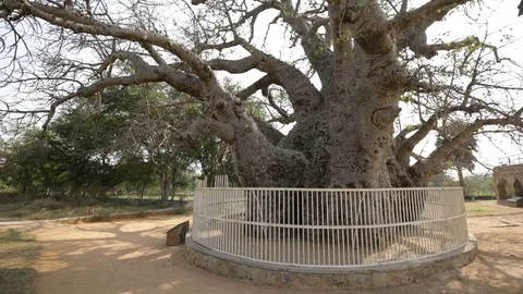 Baobab tree India Tilt Stock Footage 85823967