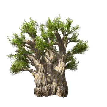 Baobab tree isolated. Vector illustration Stock Illustration