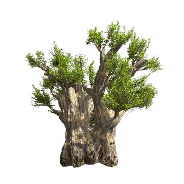 Baobab tree isolated. Vector illustration Stock Illustration
