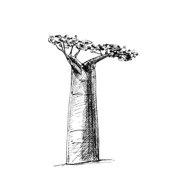 Baobab tree with leaf. Vintage vector hatching Stock Illustration