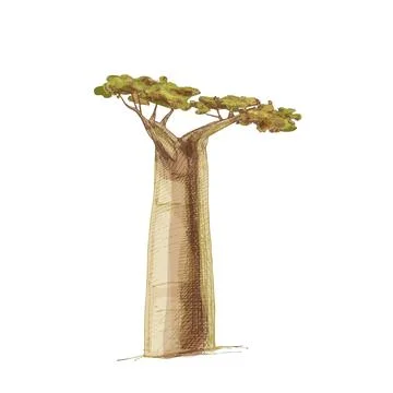 Baobab tree with leaf. Vintage vector hatching Stock Illustration