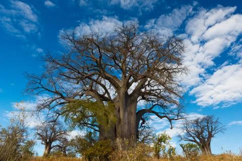Baobab Tree from low angle Stock Photos
