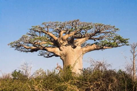 Baobab tree, madagascar Stock Photos