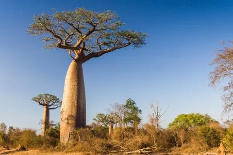 Baobab tree, madagascar Stock Photos