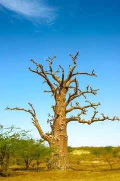 Baobab tree in Madagascar Stock Photos