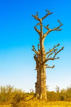 Baobab tree in Madagascar Stock Photos