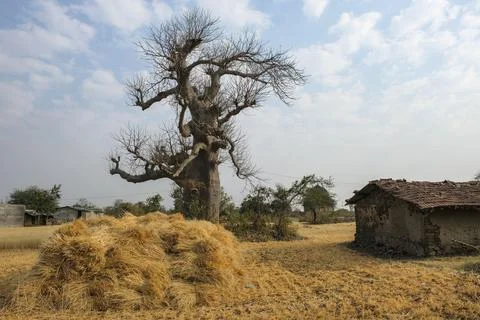 Baobab tree in Mandu, India. Stock Photos