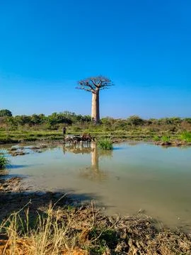 Baobab tree next to the small lake near Morondava, Madagascar Stock Photos