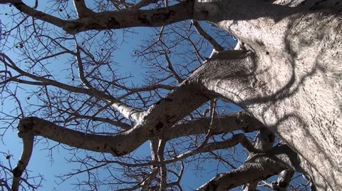 Baobab Tree pan around branches Video stock 56864468