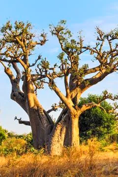 Baobab tree Stock Photos