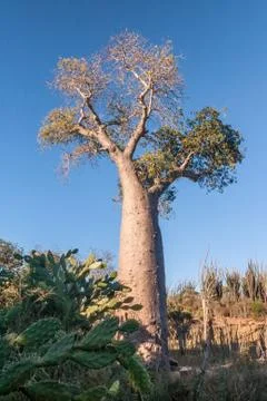 Baobab tree Stock Photos