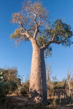 Baobab tree Stock Photos