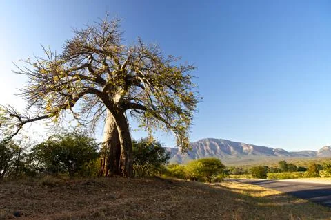 Baobab tree Stock Photos