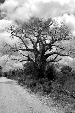 Baobab tree Stock Photos