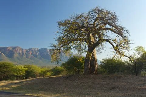 Baobab tree Stock Photos