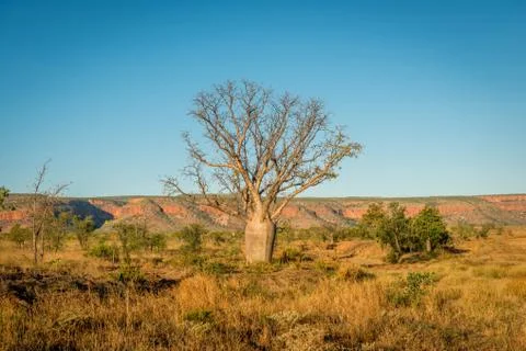 Baobab Tree Foto stock