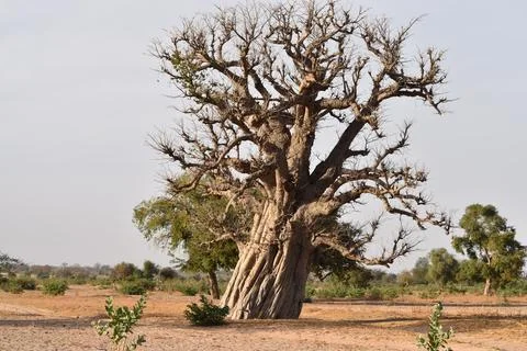 Baobab Tree Stock Photos