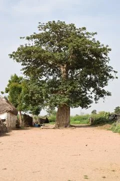 Baobab tree Stock Photos