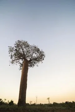 Baobab Tree in Spiny Forest at sunset, Parc Mosa a Mangily, Ifaty, South West 写真素材