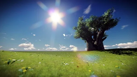 Baobab tree sun goes down,beautiful scene Stock Footage 76740855