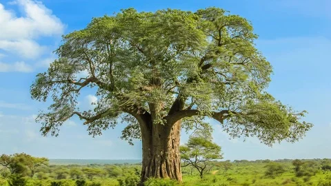Baobab tree in Tarangire National Park Stock Footage