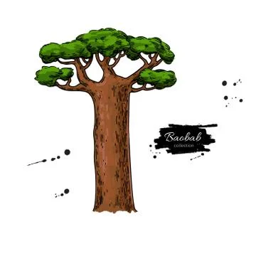 Baobab tree vector drawing. Isolated hand drawn botanical  illus Stock Illustration