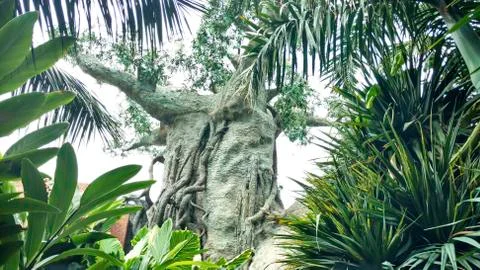 Baobab tree, view from below Stock Photos